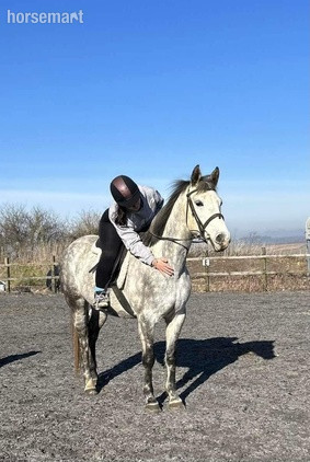 "" Dapple Grey Mare All Rounder