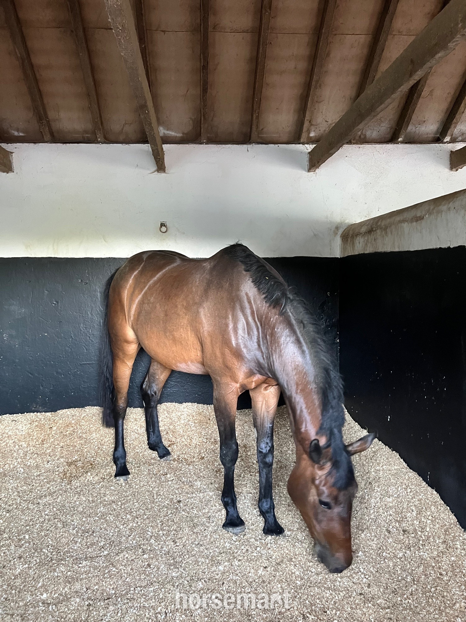 Young Sport Horses  - "Orchid Legend" Bay Mare Young Sport Horse
