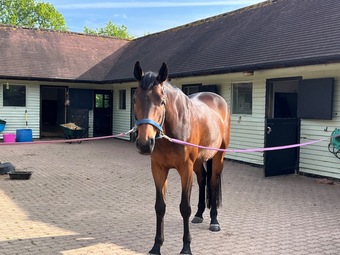 "Orchid Legend" Bay Mare Young Sport Horse