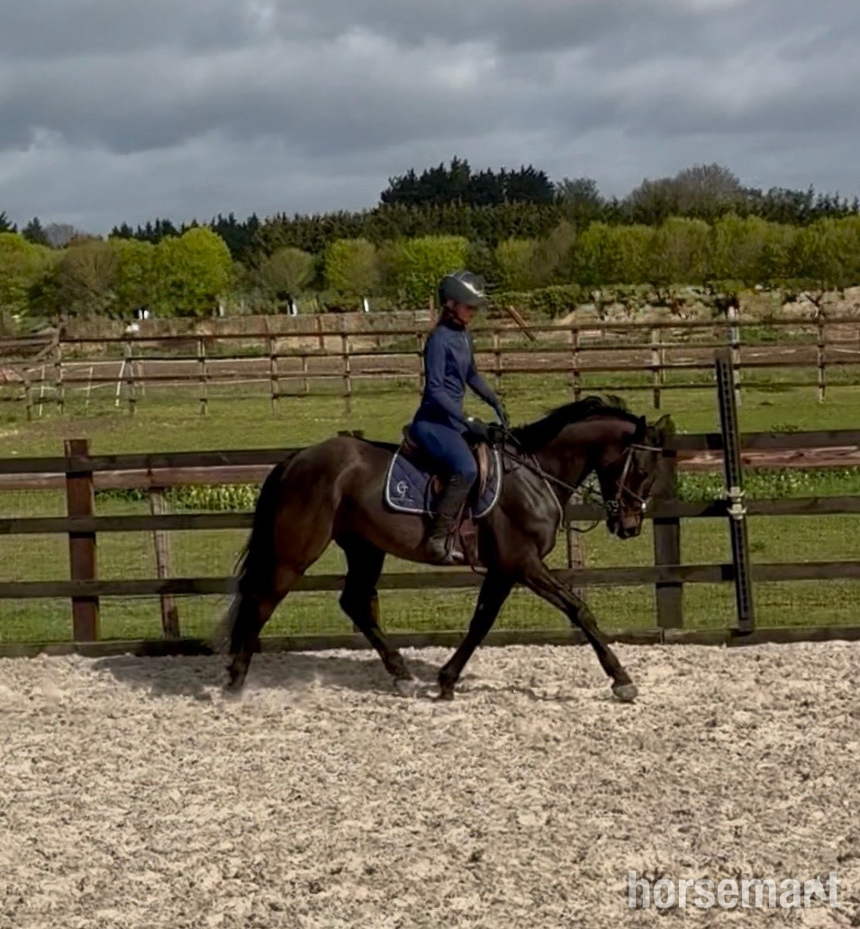 "Raven" Bay Gelding All Rounder in 