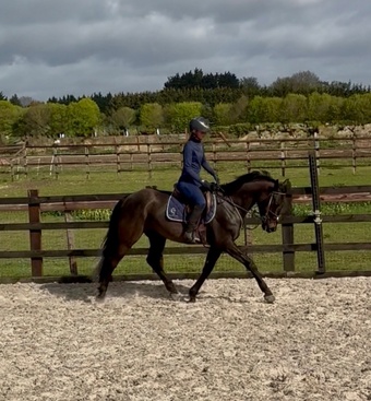 "Raven" Bay Gelding All Rounder