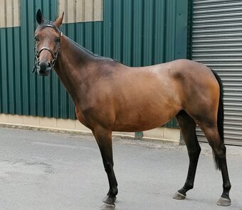 "AGS after dark " Bay Gelding Showing Horse