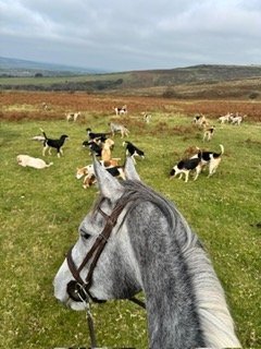 "Pam" Grey Mare All Rounder - All Rounders 
