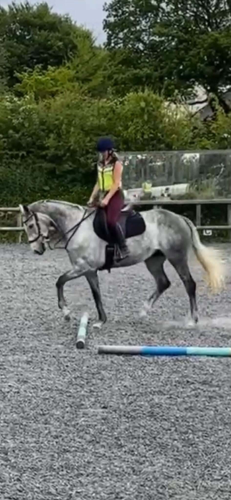 All Rounders  - "Pam" Grey Mare All Rounder