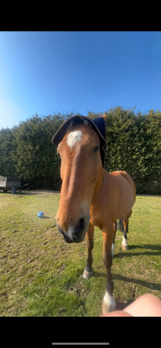 "" Bay Gelding All Rounder