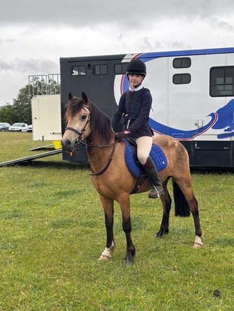 "Cwmgwaun Brad (Beau)" Buckskin Gelding Pony Club Pony