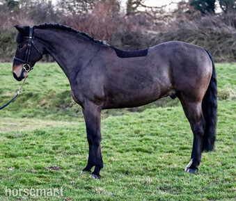 "Morgan" Bay Gelding Pony Club Pony