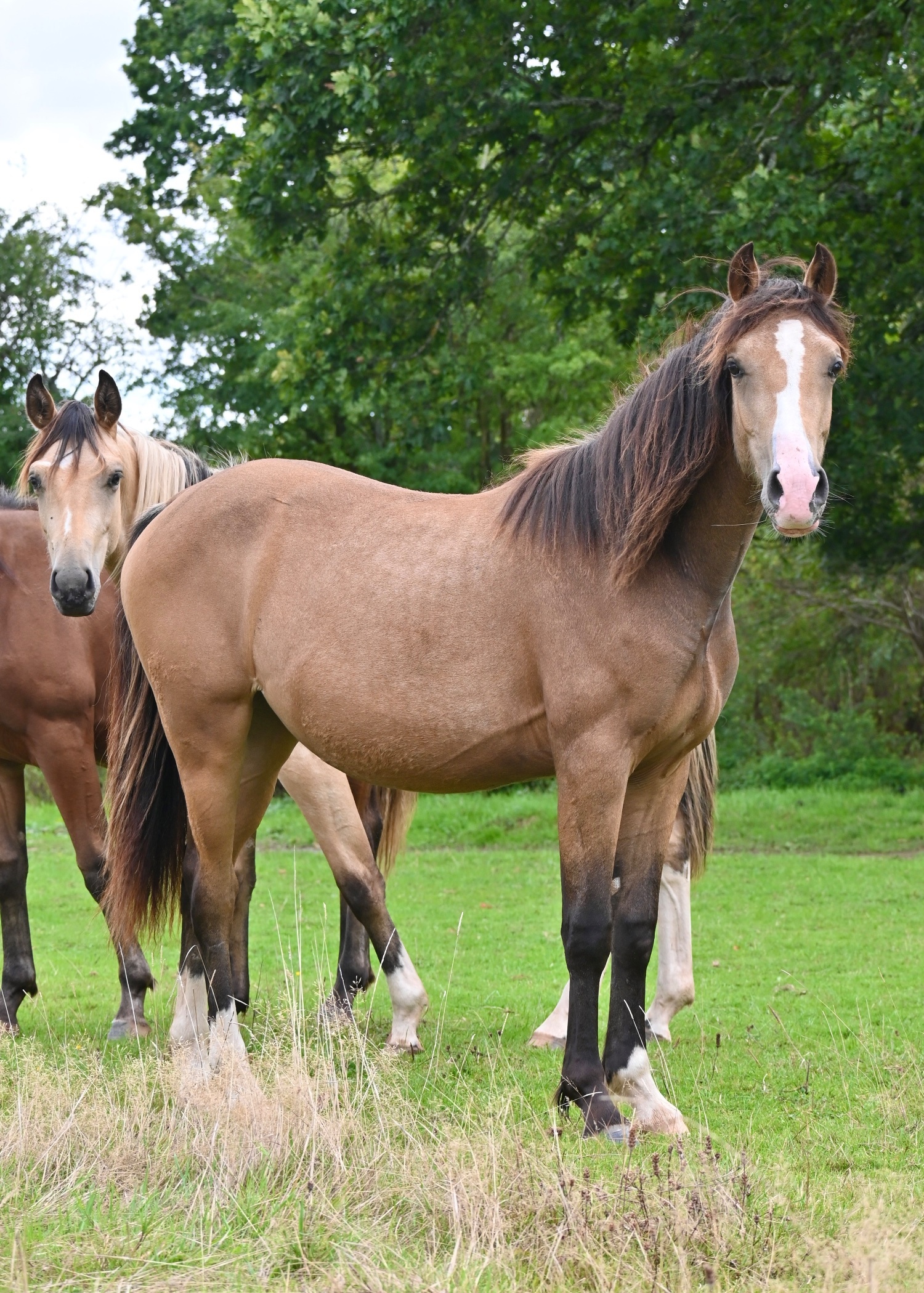 Youngstock and Foals  - "Delilah" Buckskin Filly Youngstock / Foal