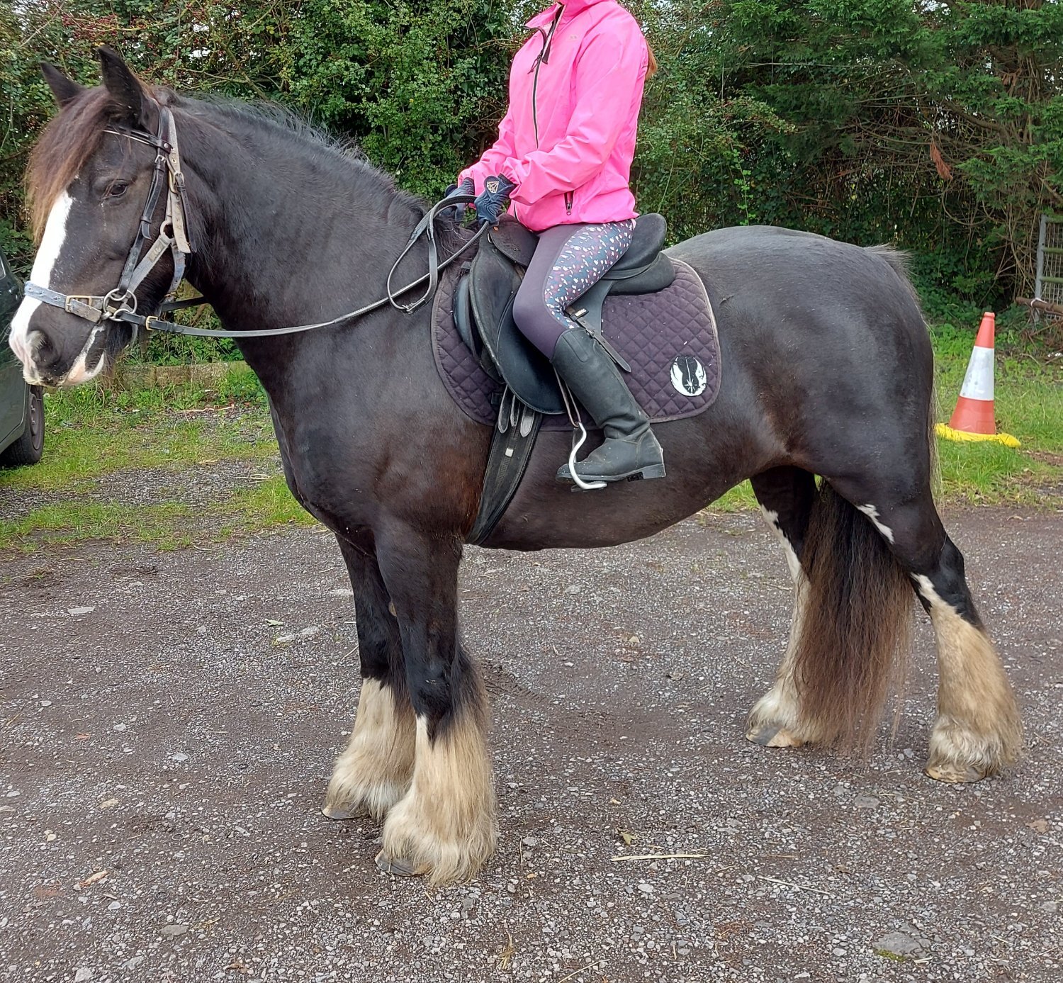 Family Horses  - "Molly" Dark Bay Mare Family Horse