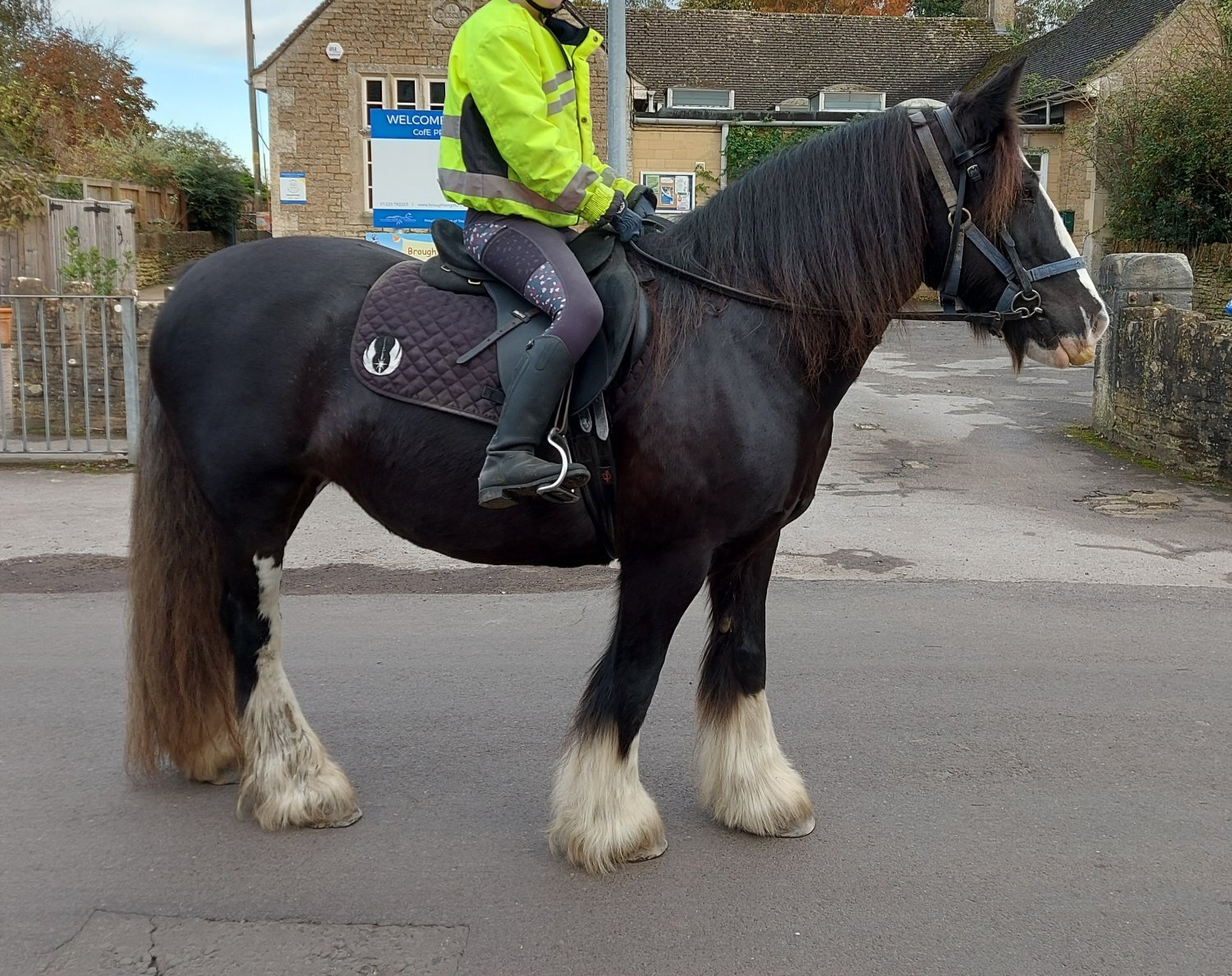 "Molly" Dark Bay Mare Family Horse - Family Horses 