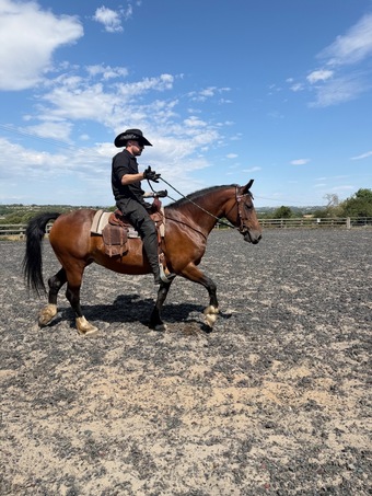 "Hillam Miss Chanel " Bay Mare Project Horse