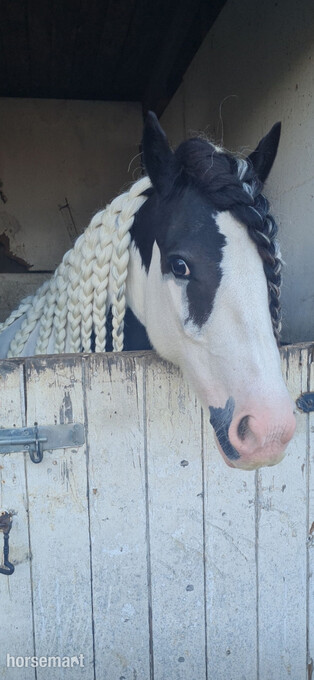 "Penny " Coloured Mare Cob/Heavy Horse