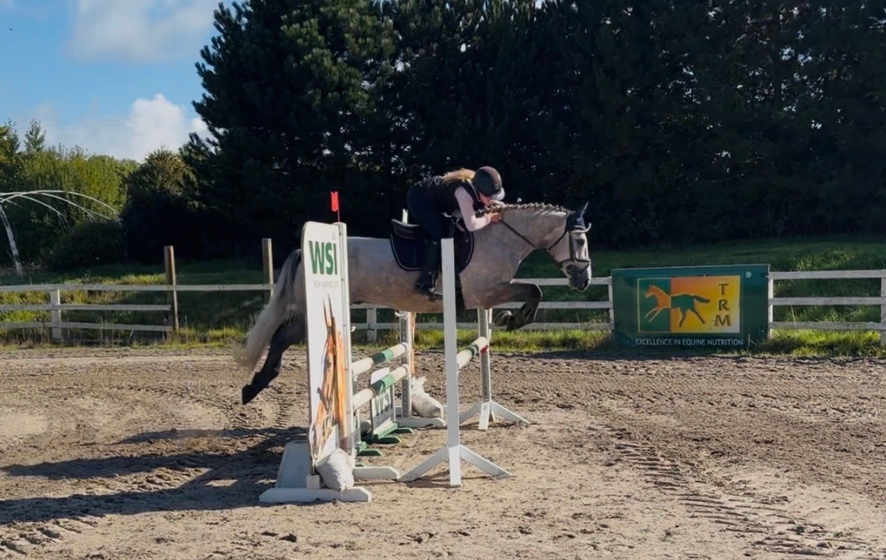  "Moonlight: smashing, scopey, forgiving & quiet allrounder" Dapple Grey Gelding All Rounder