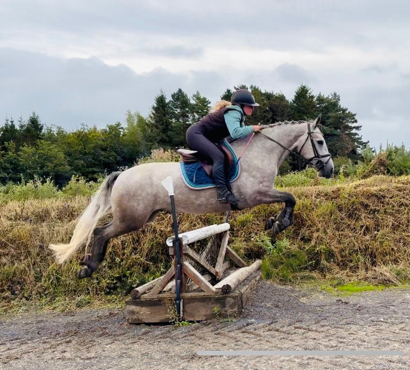 "Moonlight: smashing, scopey, forgiving & quiet allrounder" Dapple Grey Gelding All Rounder - All Rounders in 