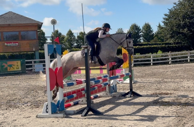 "Moonlight: smashing, scopey, forgiving & quiet allrounder" Dapple Grey Gelding All Rounder - All Rounders