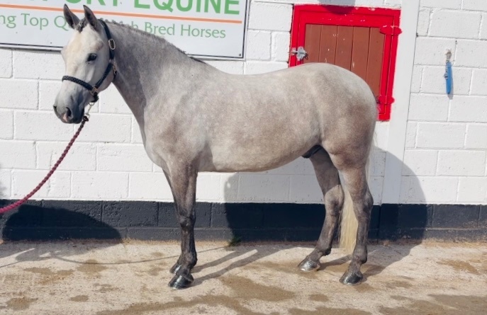 "Moonlight: smashing, scopey, forgiving & quiet allrounder" Dapple Grey Gelding All Rounder 
