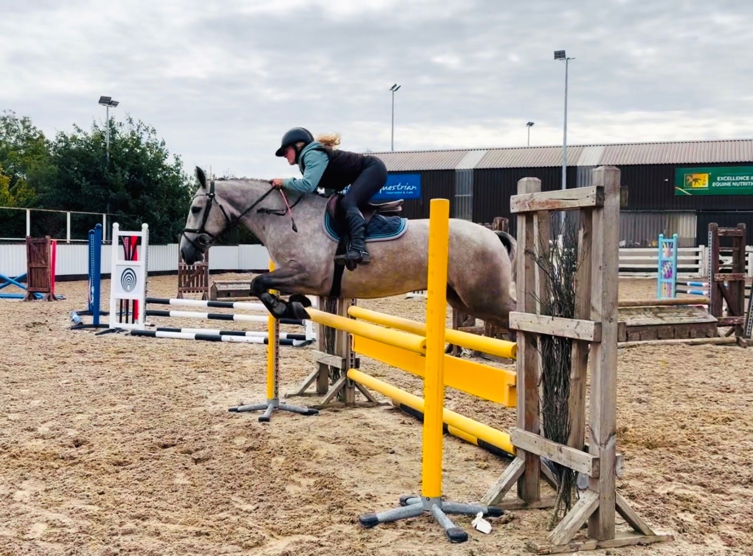 All Rounders  - "Moonlight: smashing, scopey, forgiving & quiet allrounder" Dapple Grey Gelding All Rounder
