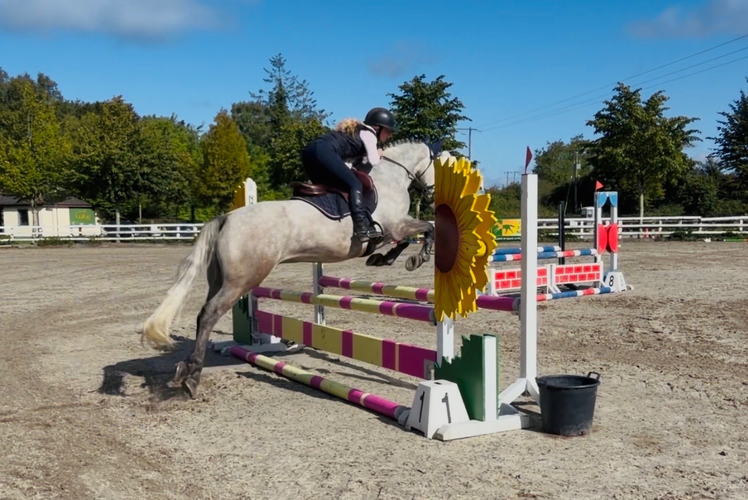"Moonlight: smashing, scopey, forgiving & quiet allrounder" Dapple Grey Gelding All Rounder - 