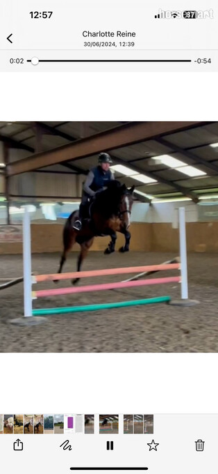 "La Reine " Bay Mare Broodmare