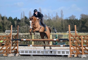 "DJ" Chestnut Gelding All Rounder