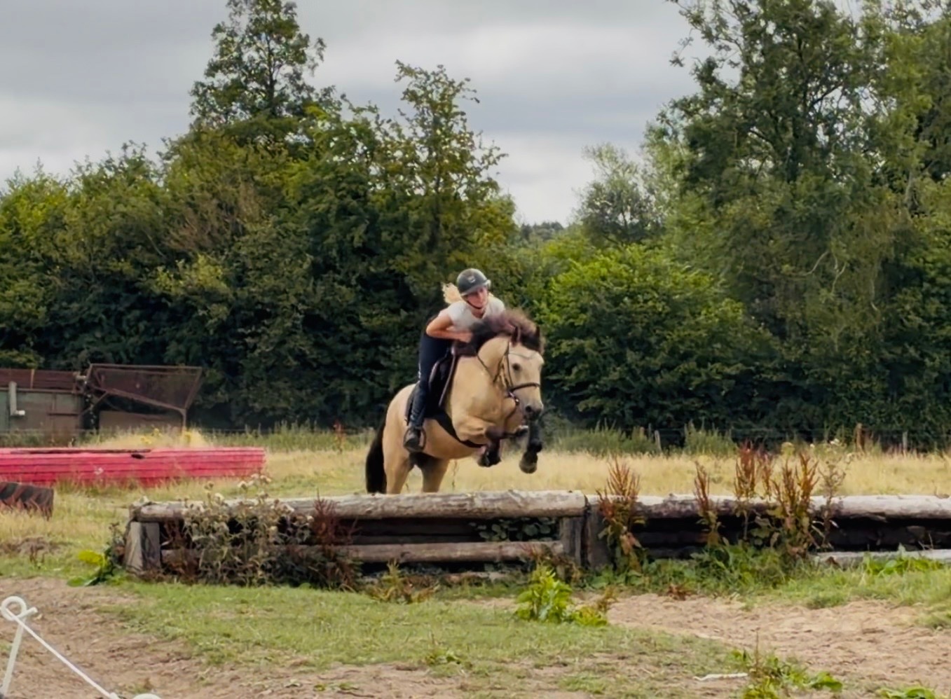 All Rounders  - "Buddy: one in a million, loveable kid’s dream pony" Dun Gelding All Rounder