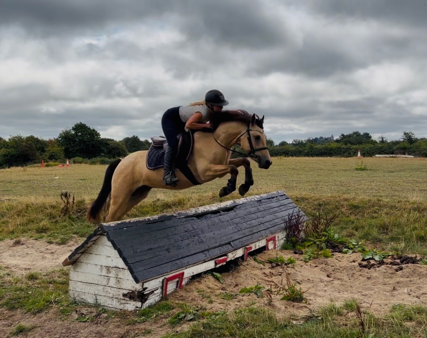 "Buddy: one in a million, loveable kid’s dream pony" Dun Gelding All Rounder - 