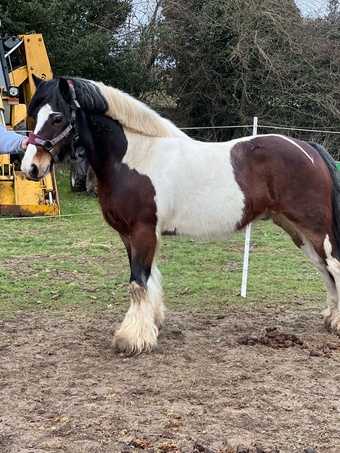 "Bill (paddy)" Skewbald Gelding Cob/Heavy Horse