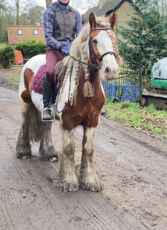 "Bobby" Skewbald Gelding Cob/Heavy Horse