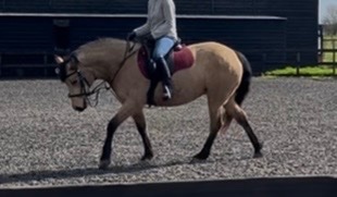 "Orla " Golden Dun Mare All Rounder