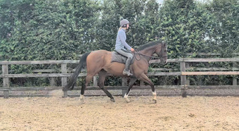 "Mesbar (Milo)" Bay Gelding Ex Racehorse
