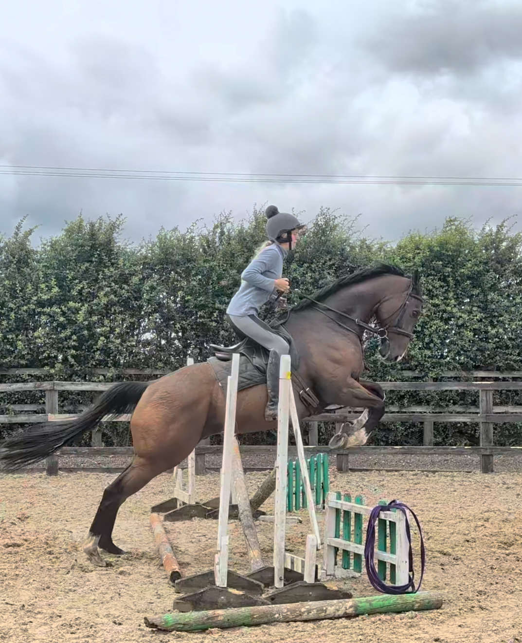 Ex Racehorses  - "Mesbar (Milo)" Bay Gelding Ex Racehorse