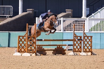 "" Bay Mare Show Jumper