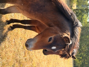 "Parsely" Bay Gelding Youngstock / Foal