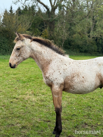 "" Colt Youngstock / Foal
