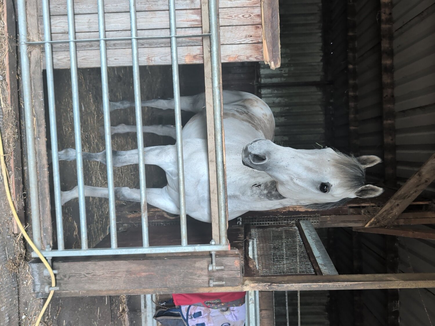 "Ian" Grey Gelding Ex Racehorse - Ex Racehorses 