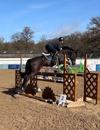 "" Black Mare Show Jumper