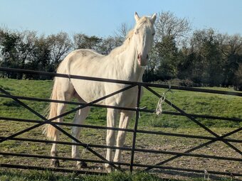 "Sambourne Original Prankster" Other Colour Colt Young Sport Horse
