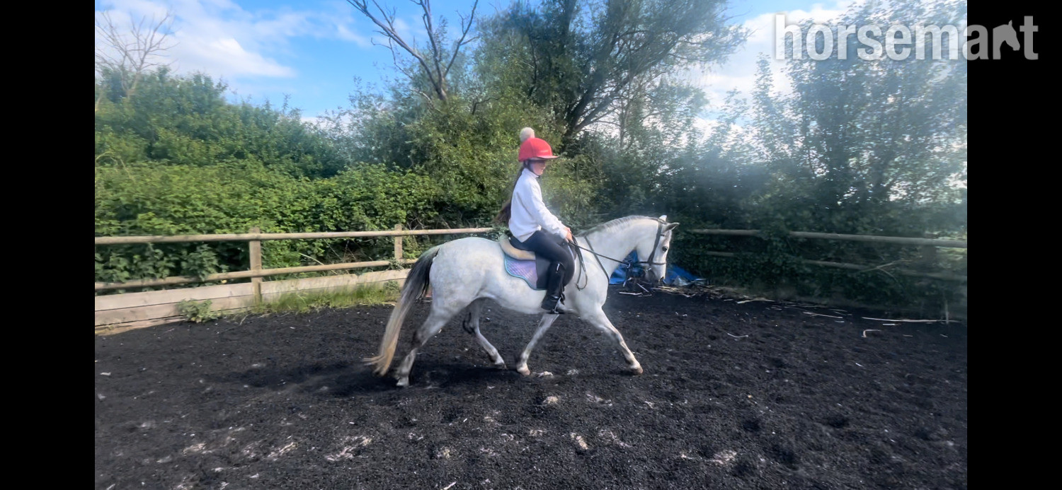 Showing Horses  - "Gwithian flora" Grey Mare Showing Horse