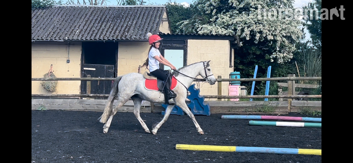 "Gwithian flora" Grey Mare Showing Horse - 