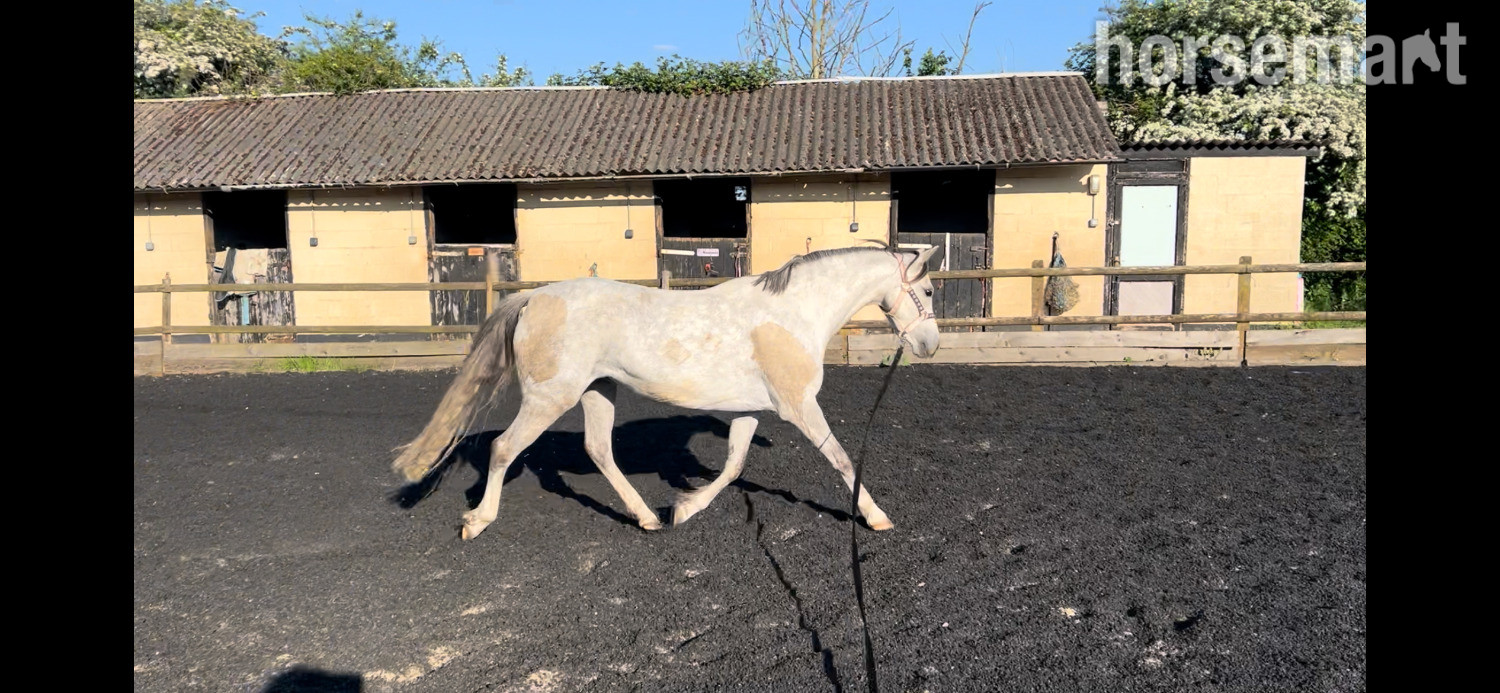 "Gwithian flora" Grey Mare Showing Horse - Showing Horses
