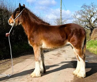 "Beautiful Shire Filly" Filly Cob/Heavy Horse
