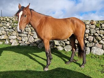 " 7 Pure Spanish horses " Bay Filly Dressage Horse