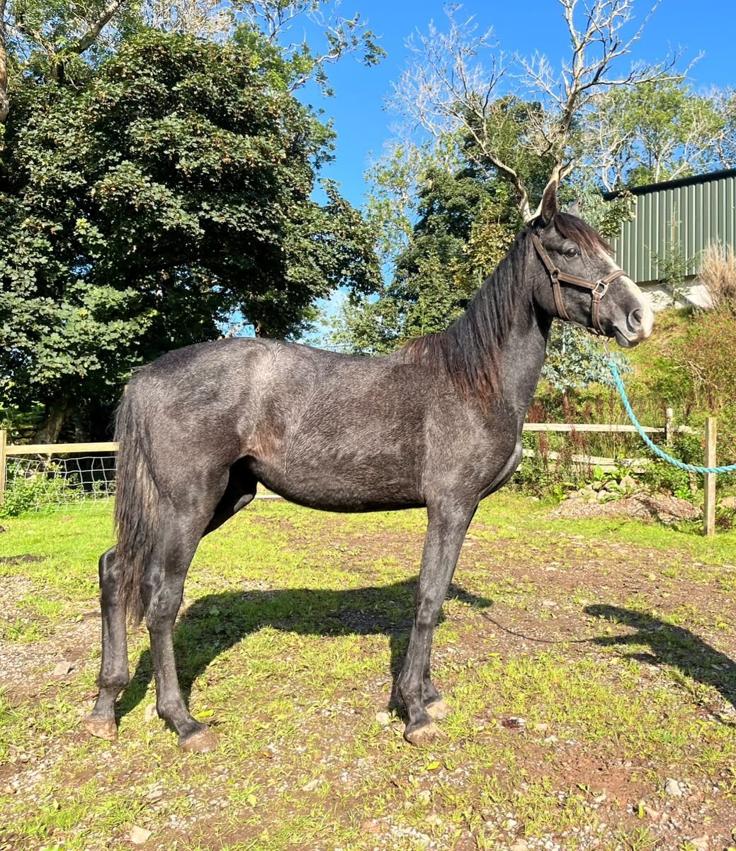  " 7 Pure Spanish horses " Bay Filly Dressage Horse
