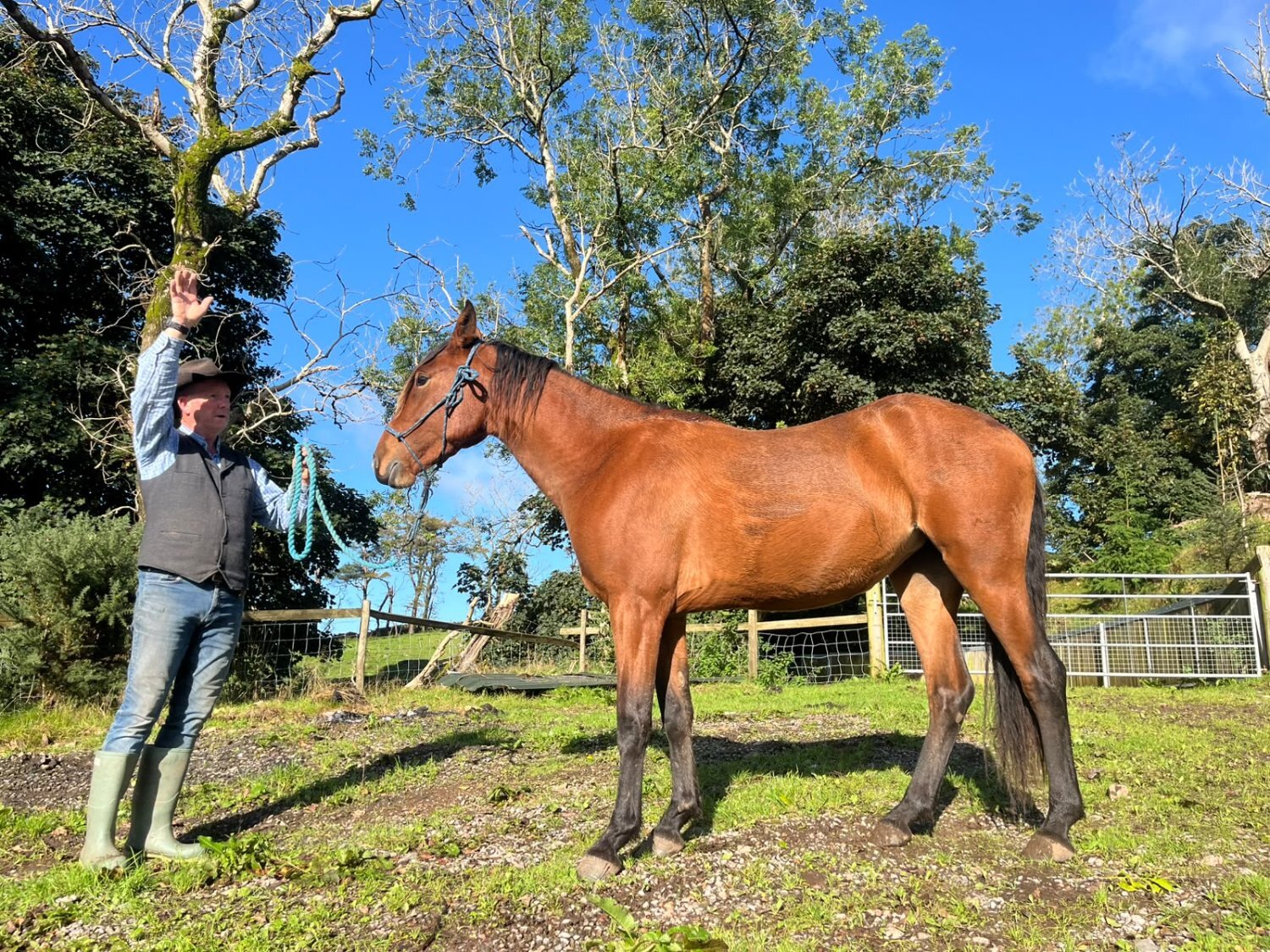 Dressage Horses  - " 7 Pure Spanish horses " Bay Filly Dressage Horse