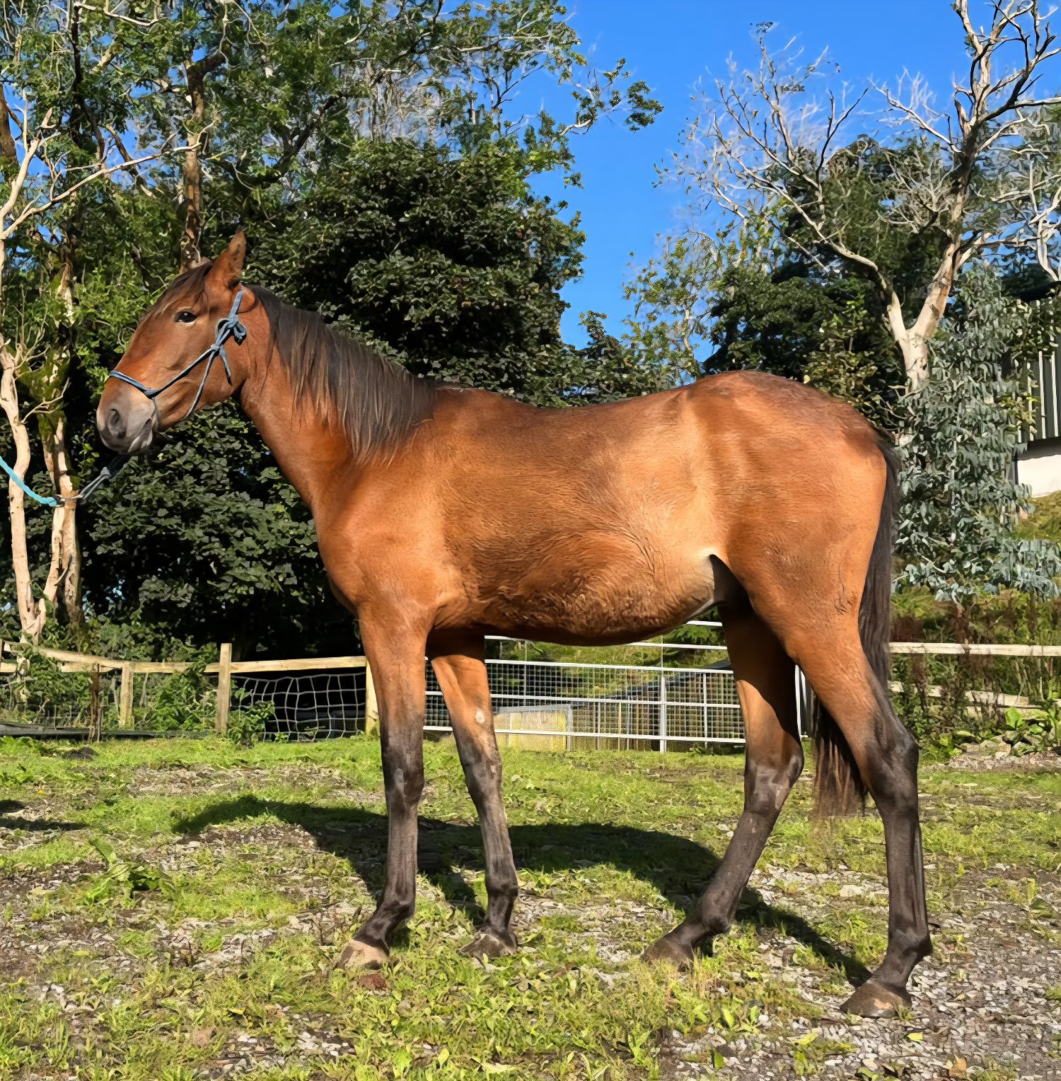 " 7 Pure Spanish horses " Bay Filly Dressage Horse - Dressage Horses 