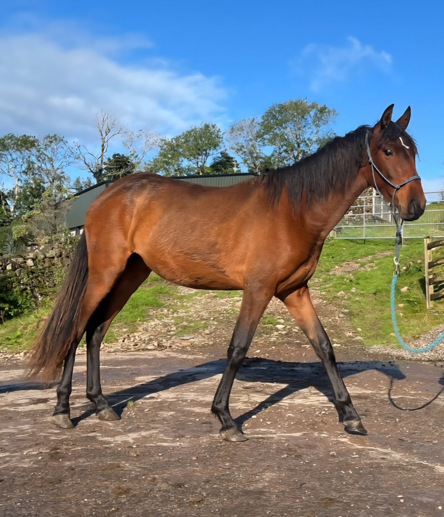 " 7 Pure Spanish horses " Bay Filly Dressage Horse - 