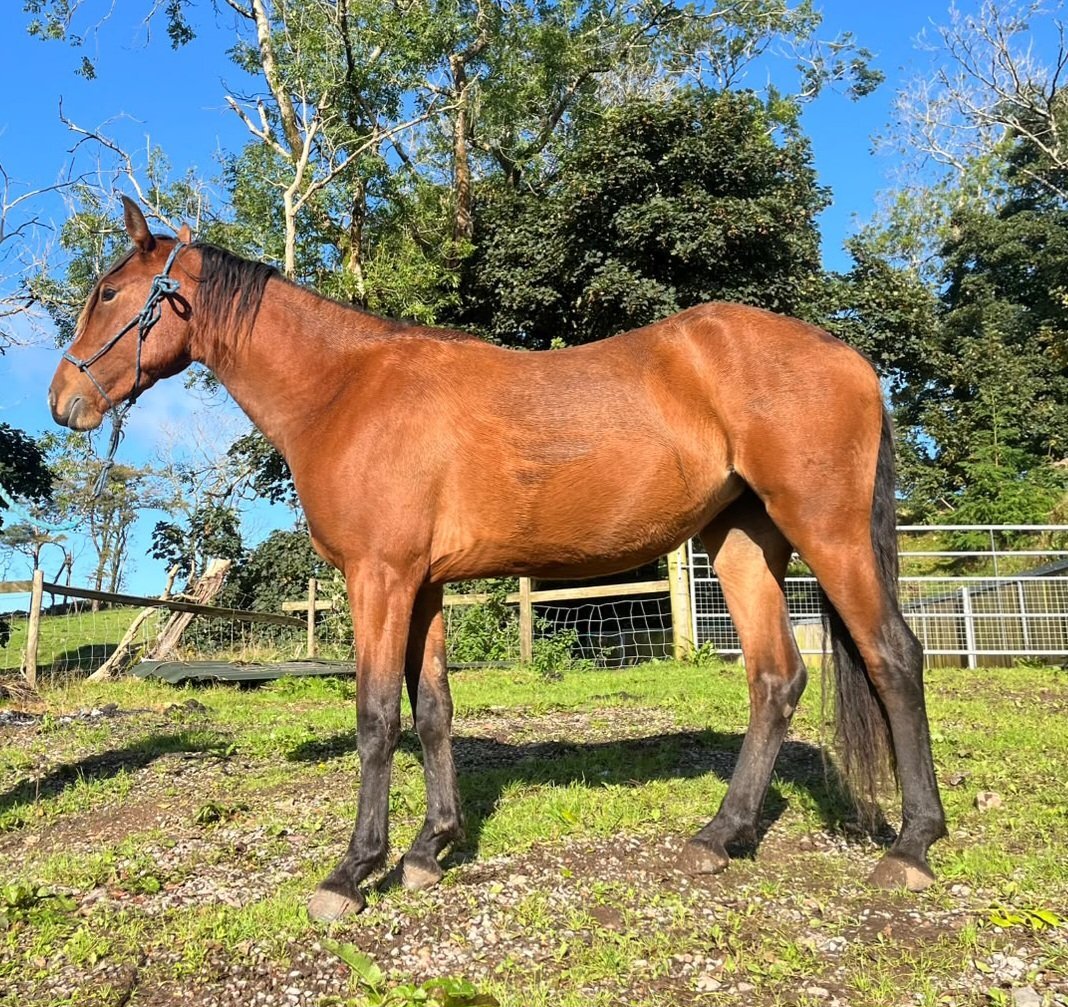 " 7 Pure Spanish horses " Bay Filly Dressage Horse - Dressage Horses