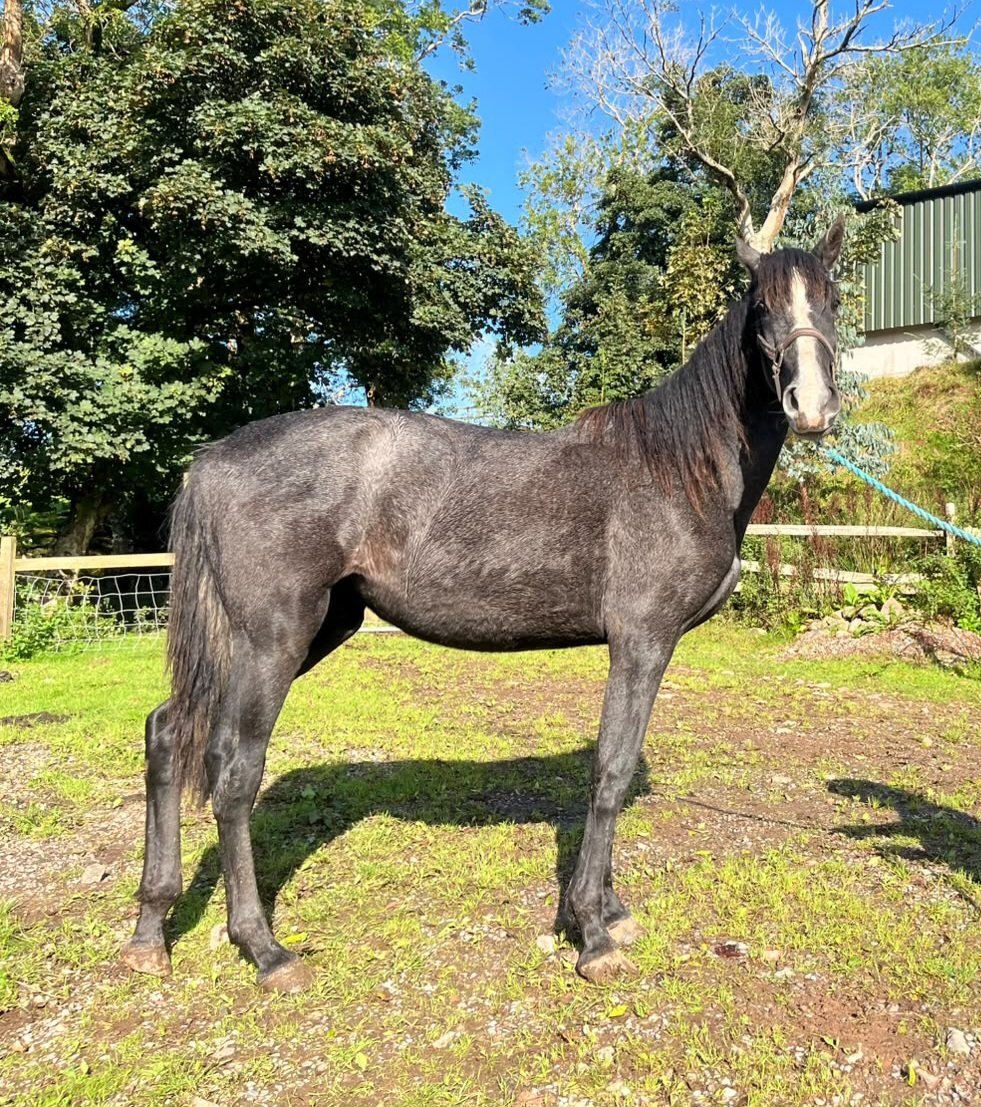 " 7 Pure Spanish horses " Bay Filly Dressage Horse