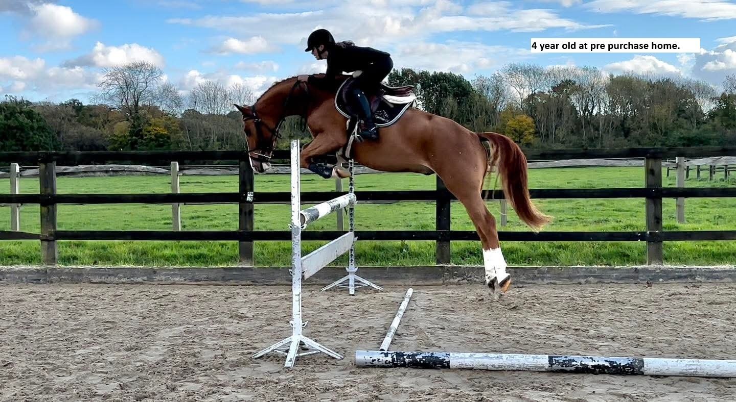 "Colnevalley Utopia's Boy (Rango)" Chestnut Gelding All Rounder - All Rounders 