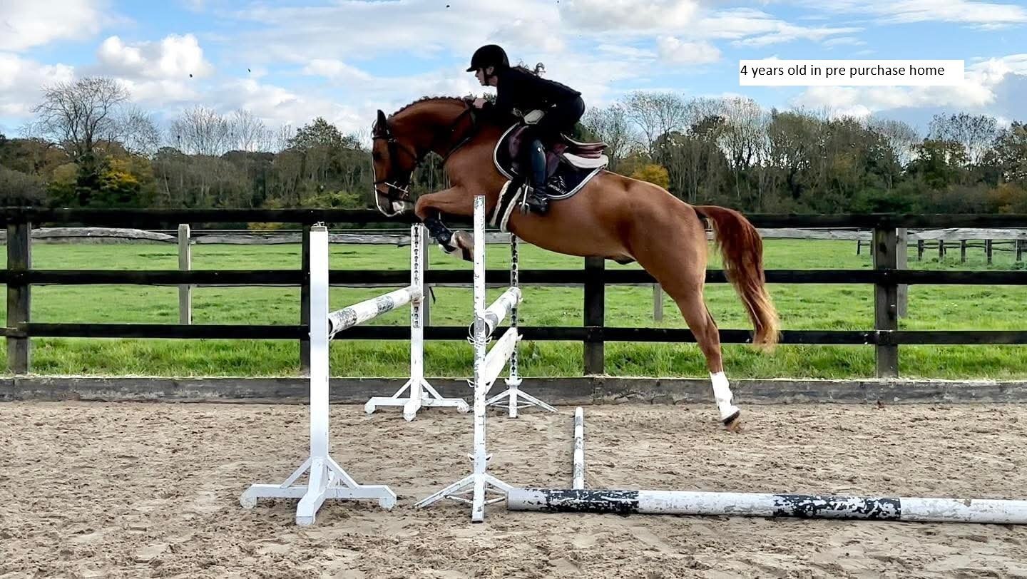 "Colnevalley Utopia's Boy (Rango)" Chestnut Gelding All Rounder - 